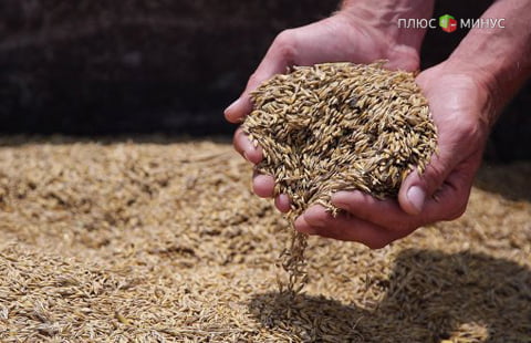 Россия начала поставки пшеницы в Китай