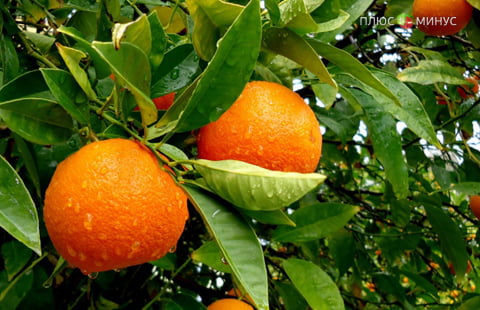 Эксперты ждут дефицита апельсинов на рынке