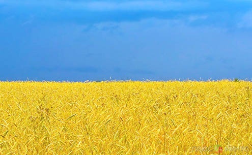 Украина перегнала США