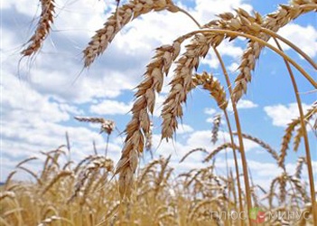 Пшеница бьет рекорды Пшеница бьет рекорды