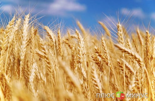 Эксперты озвучили прогноз урожая-2012