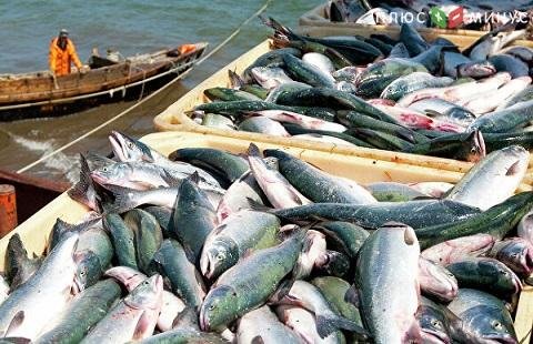 Рыбхозы РФ наращивают объемы добычи