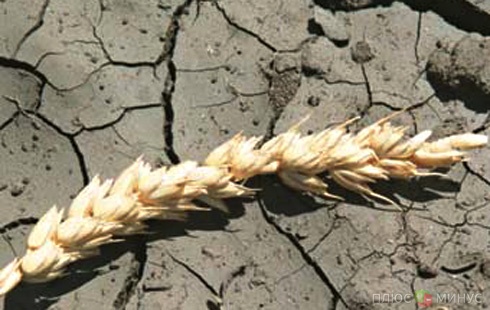 Жара уничтожила 3 млн тонн украинского урожая зерновых