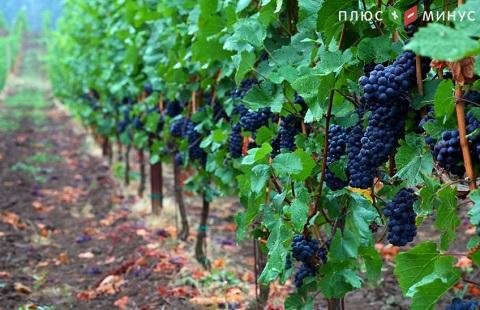 Руководство Ростовской области поддержит развитие виноградарства и виноделия