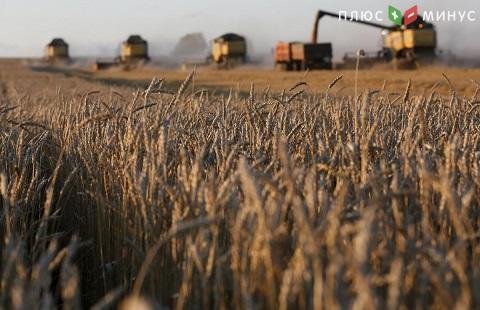 Российские аграрии намерены увеличить сбор пшеницы в 2020 году