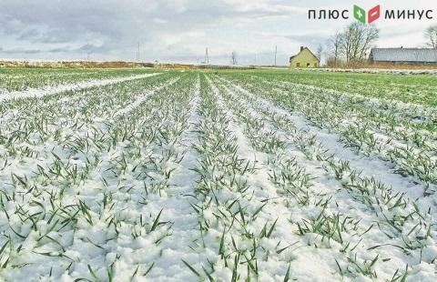 Состояние озимых на полях России оценивают как удовлетворительное