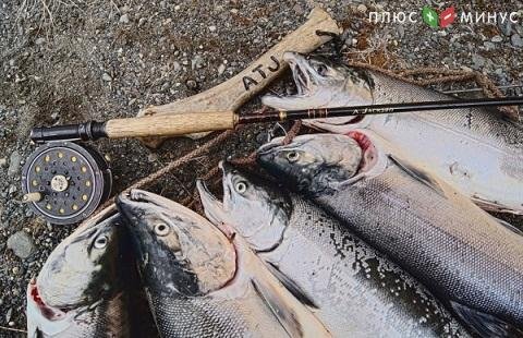 Из-за российского эмбарго рыбаки Аляски несут финансовые потери Из-за российского эмбарго рыбаки Аляски несут финансовые потери