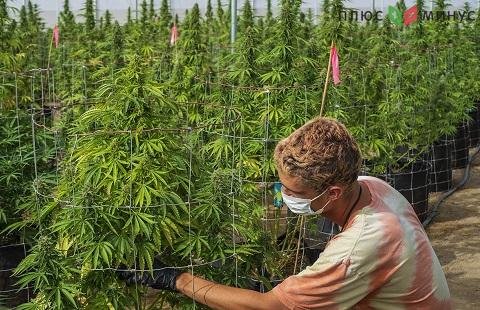 Выращивание марихуаны принесло MJ Holdings неожиданно высокий доход Выращивание марихуаны принесло MJ Holdings неожиданно высокий доход