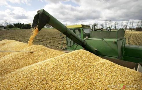 Российские аграрии собрали 8.3 млн тонн зерна 