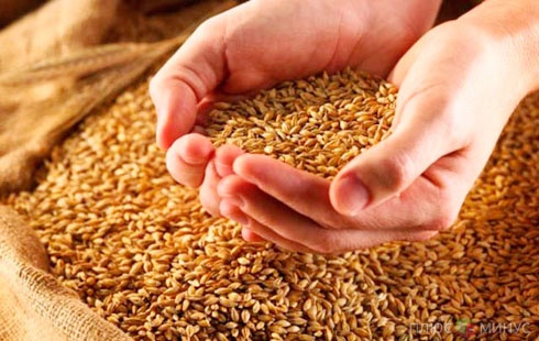 Украина собрала 5 млн тонн зерна урожая-2012‎