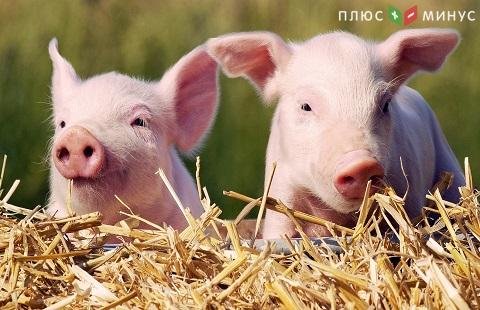 В Росси запрет на свинину из Кении и ЮАР В Росси запрет на свинину из Кении и ЮАР