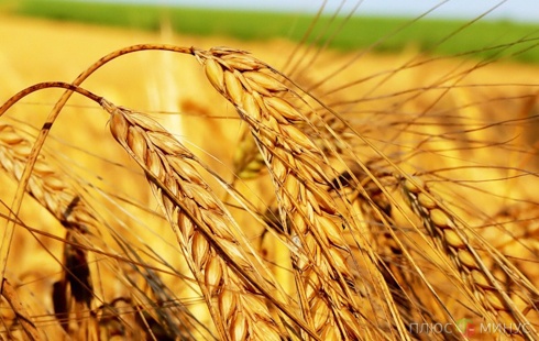 В Украине жара погубила половину урожая зерновых