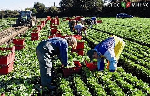 Польша готовит чартеры для украинских рабочих