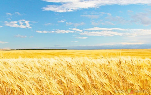Стоимость украинского зерна растет со «скоростью света»