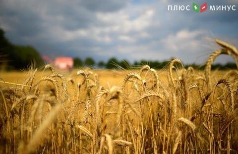 Украина увеличила объемы экспорта зерна и масла