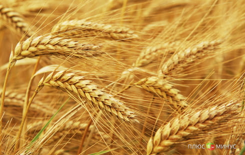 Российская пшеница обновила исторический максимум