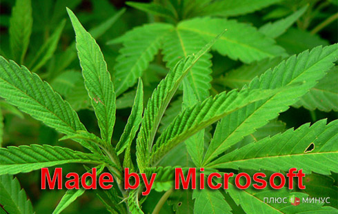 Руководство Microsoft начнет выращивать марихуану