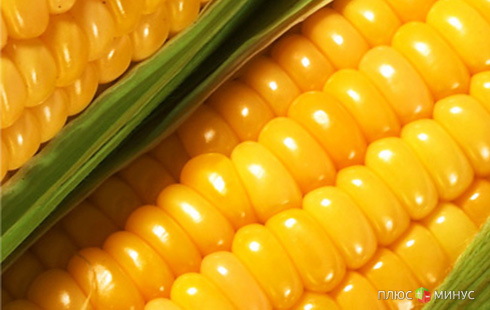 Украинцы накормят китайцев кукурузой