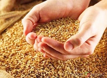 В этом году Россия соберет 92-94 млн тонн зерна