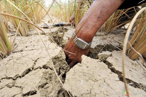 Страшная засуха убивает урожай китайских зерновых