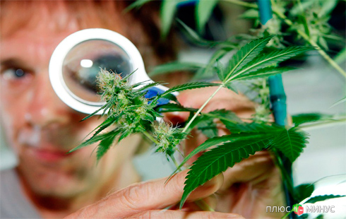 Инвесторы «подсели на конопляные акции»