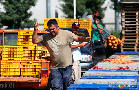 Продовольственный хаос: ЕС в панике, европейские фермеры в упадке