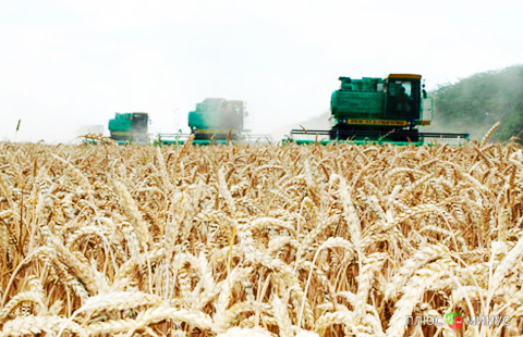 Украинский кризис толкает вверх европейские цены на пшеницу и газ