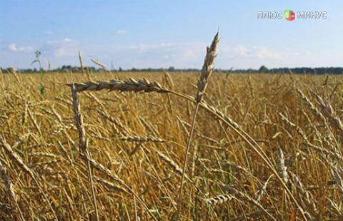 Ключевые сырьевые товары дрейфуют, а пшеница дорожает под влиянием осадков