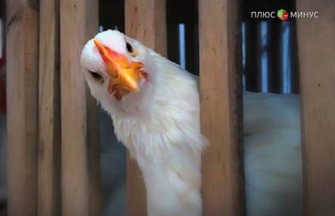 Россия может начать поставки мяса птицы в ОАЭ