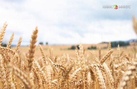 Россия будет поставлять пшеницу в Китай