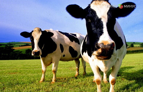 Украина выйдет на мясо-молочный рынок Молдовы