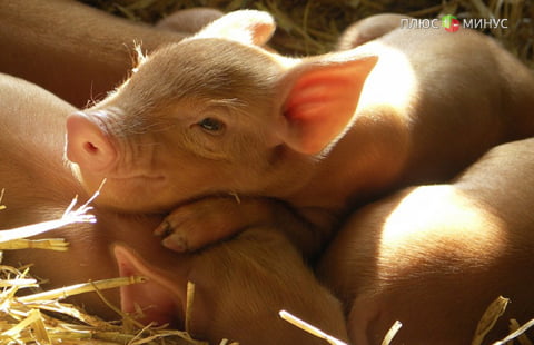 Российское эмбарго на поставку свинины из ЕС может быть снято этим летом